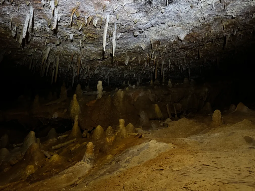 Forêt de stalactites et stalagmites dans la Grotte Forestière Ardèche