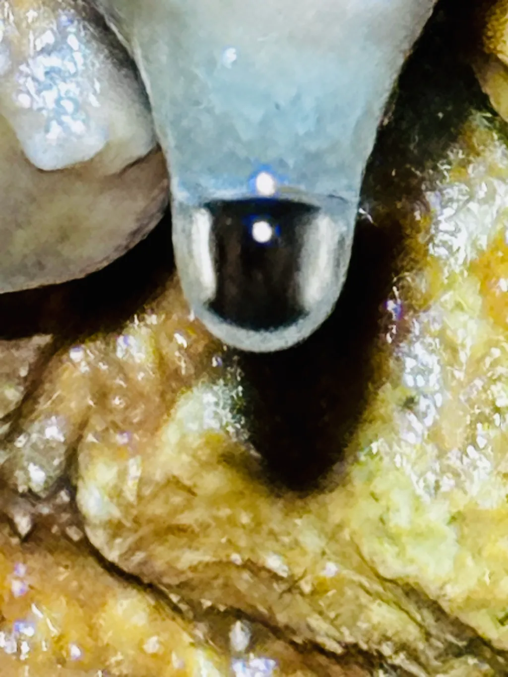 Goutte d'eau au bout d'une stalactite — la grotte qui compte le temps