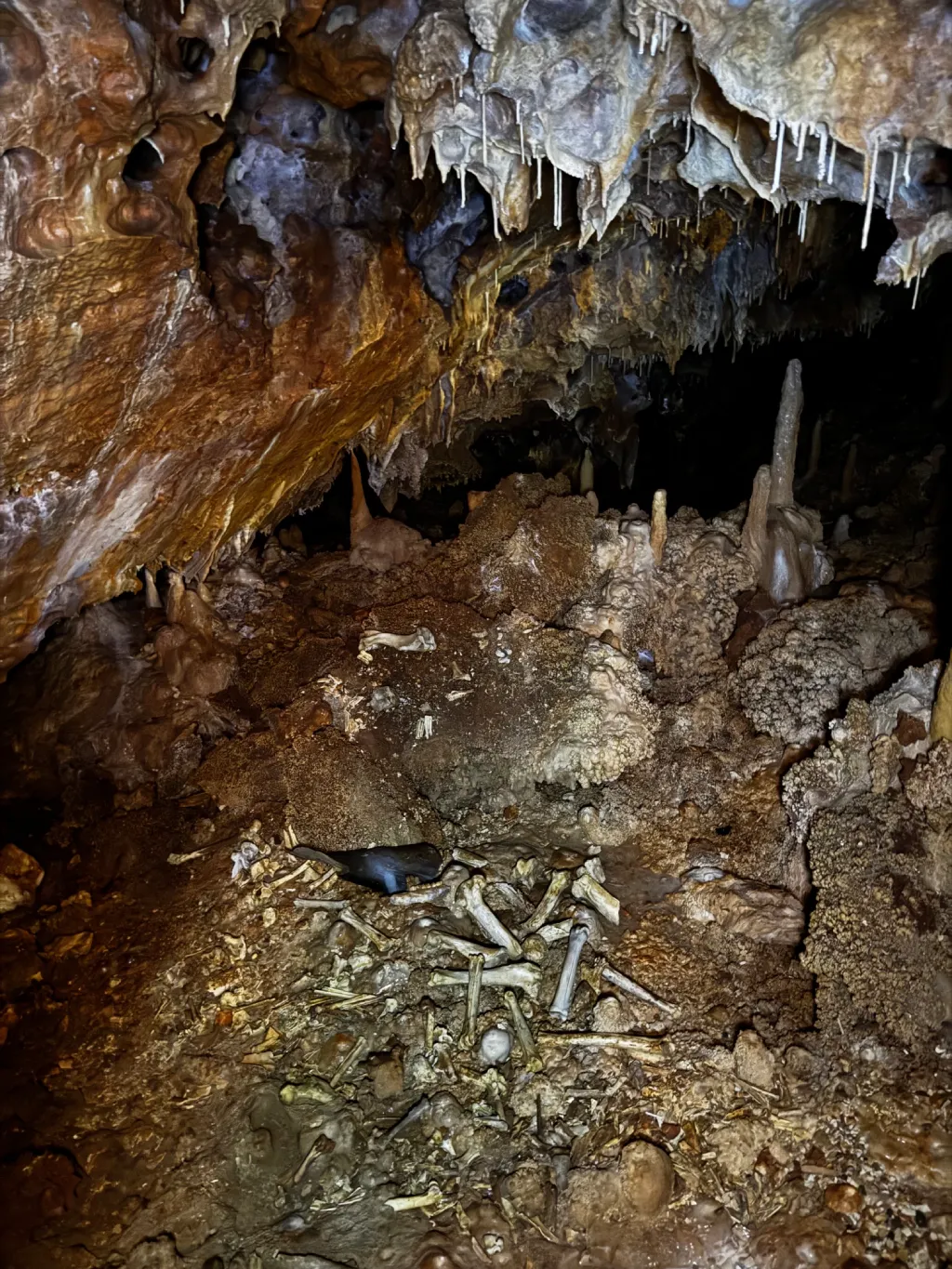 Ossements d'animaux dans la Grotte Forestière — la vraie nature souterraine