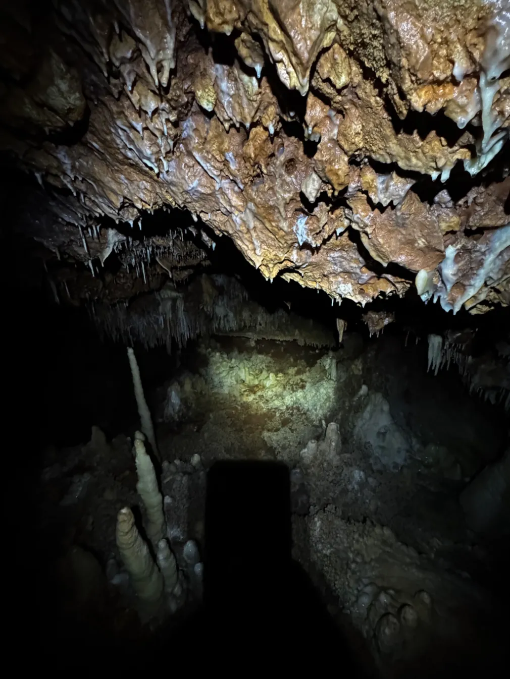 Plafond dense de stalactites dans la Grotte Forestière Ardèche