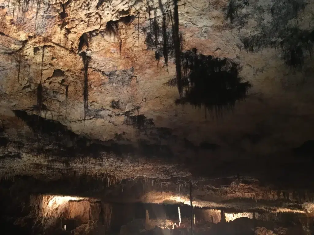 Racines d'arbres visibles dans la Grotte Aven Forestière en Ardèche